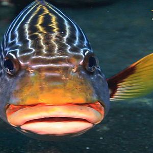 Bilder Arrecifes. Oasis de vida