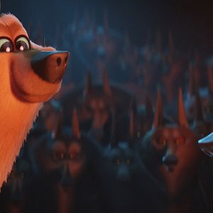 Bilder Störche - Abenteuer im Anflug