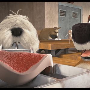 Bilder Ozzy - Ein Held auf vier Pfoten