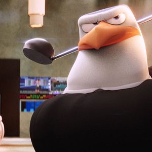 Bilder Störche - Abenteuer im Anflug