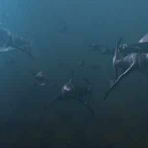 Bilder Planet Of The Sharks