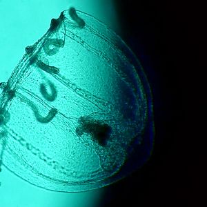 Bilder Spira Mirabilis