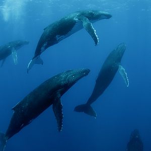 Bilder Humpback Whales - Buckelwale im Pazifik