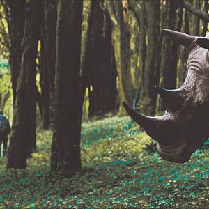 Bilder Der Ornithologe