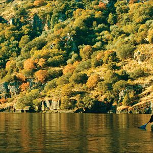 Bilder Der Ornithologe