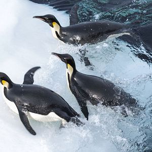Bilder Die Reise der Pinguine 2