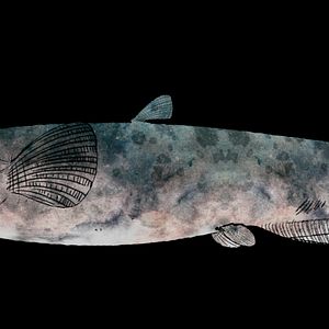 Bilder Von Bananenbäumen träumen