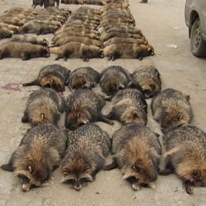 Bilder Im Namen der Tiere