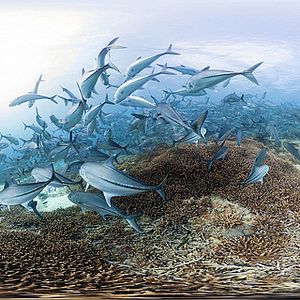 Bilder Chasing Coral