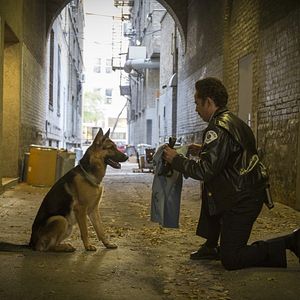 Bilder Bailey - Ein Freund fürs Leben