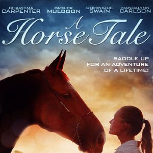 Bilder Mein Pferd Holly - Die Liebe meines Lebens