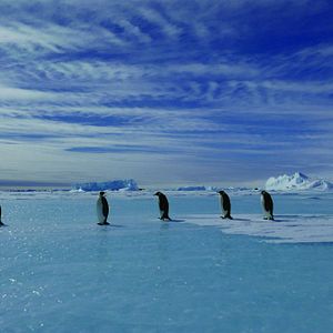 Bilder Die Reise der Pinguine 2