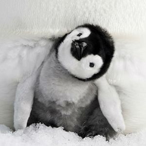Bilder Die Reise der Pinguine 2