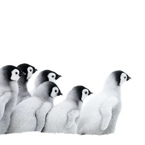 Bilder Die Reise der Pinguine 2