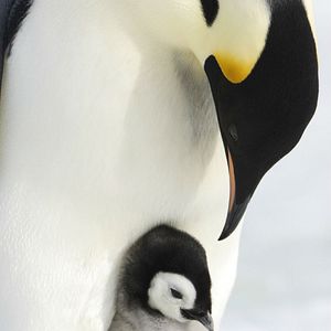 Bilder Die Reise der Pinguine 2