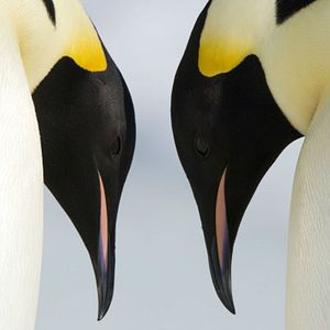 Bilder Die Reise der Pinguine 2