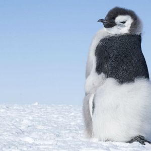 Bilder Die Reise der Pinguine 2