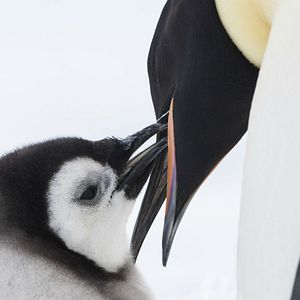 Bilder Die Reise der Pinguine 2