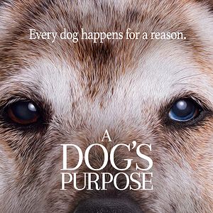 Bilder Bailey - Ein Freund fürs Leben