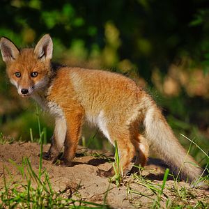 Bilder Wildes Niedersachsen - Zwischen Wattenmeer, Heide und Harz