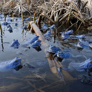 Bilder Wildes Niedersachsen - Zwischen Wattenmeer, Heide und Harz