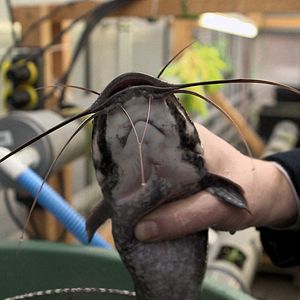 Bilder Von Bananenbäumen träumen