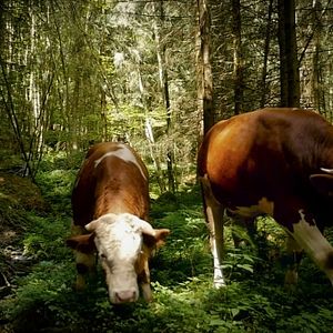 Bilder The End Of Meat - Eine Welt ohne Fleisch