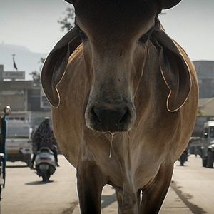 Bilder The End Of Meat - Eine Welt ohne Fleisch