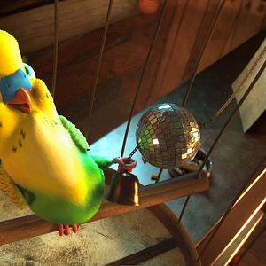 Bilder Überflieger - Kleine Vögel, großes Geklapper