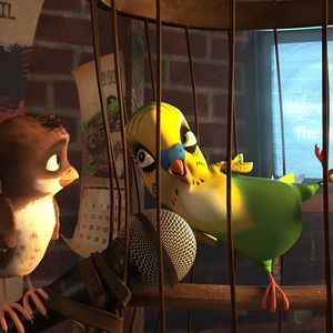 Bilder Überflieger - Kleine Vögel, großes Geklapper