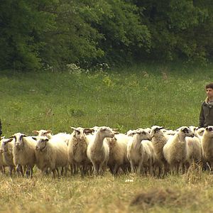 Bilder Die Rückkehr der Raubtiere