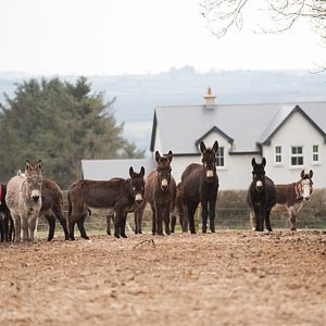 Bilder Do Donkeys Act?