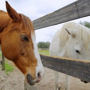 Bilder Eine Freundschaft fürs Leben