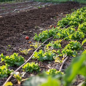 Bilder Zéro Phyto 100% Bio