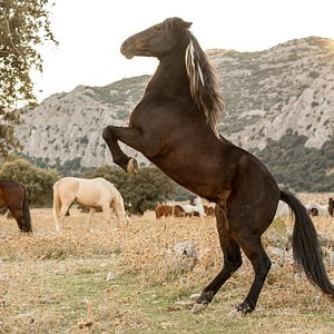 Bilder Ostwind 3 - Aufbruch nach Ora