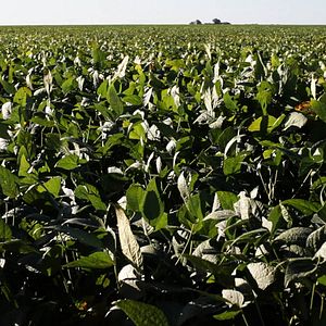 Bilder Histoires de la plaine