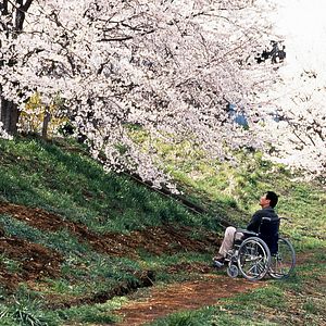 Bilder Hana-bi - Feuerblume