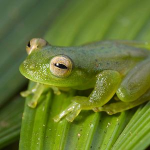 Bilder Novas Espécies – A Expedição do Século