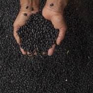 Bilder Fonte da Juventude