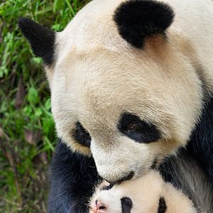 Bilder Born In China