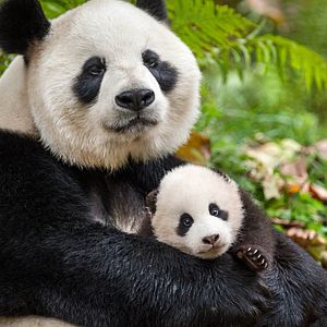 Bilder Born In China