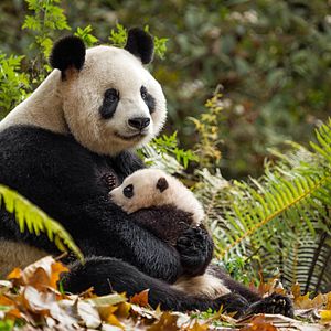 Bilder Born In China