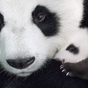 Bilder Born In China