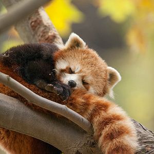 Bilder Born In China