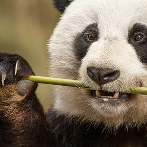 Bilder Born In China