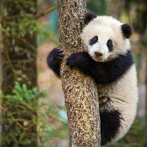 Bilder Born In China