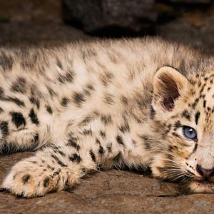 Bilder Born In China