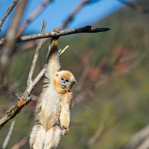 Bilder Born In China