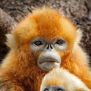 Bilder Born In China