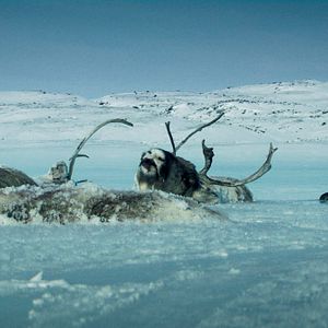 Bilder Rendezvous mit einem Eisbär